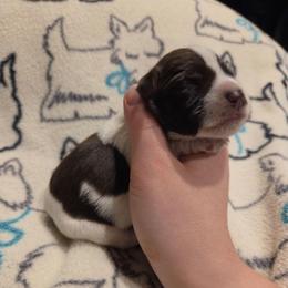 Meyer - Parti male Miniature Schnauzer puppy in Graham, Washington from Olivia's Miniature Schnauzer's