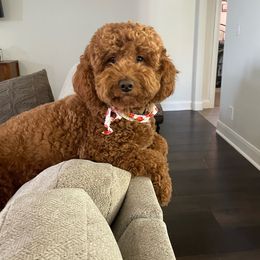 Oakley - Goldendoodle
