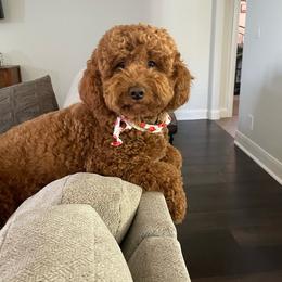 Oakley - Goldendoodle