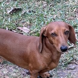 Dachshunds from Lady J’s Dachshunds