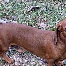 Dachshunds from Lady J’s Dachshunds