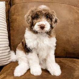 Abby - Red merle female Aussiedoodle puppy in Flagstaff, Arizona from Gunstock Doodles