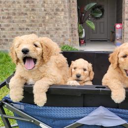 Goldendoodles from Daisylou Doodles