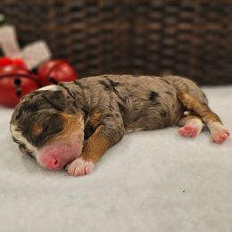 Purple collar - Merle female Bernedoodle puppy in Shelby, North Carolina from Forever Grateful Doodles
