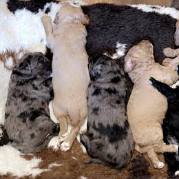 Goldendoodle Puppies from Vida’s Loving Doodles
