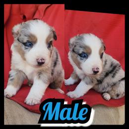 Boy 4 - Blue merle male Australian Shepherd puppy in Yakima, Washington from Luna's Australian Shepherd