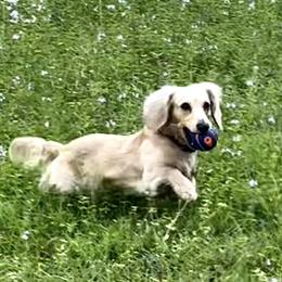 Renley - Dachshund