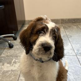 Saint Berdoodle Puppies from Country Manor Saint Berdoodles
