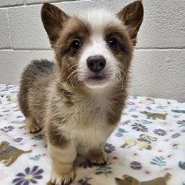 Raphael (Ringo) - Red male Pembroke Welsh Corgi puppy in Castle Rock, Washington from Heckman Corgis