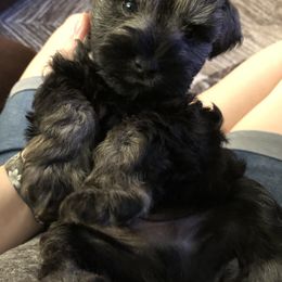 Miniature Schnauzer Puppies from Apples schnauzers