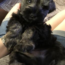 Miniature Schnauzer Puppies from Apples schnauzers