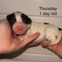 Thursday - Parti male Goldendoodle puppy in Suring, Wisconsin from Black Oak Doodles
