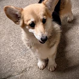 Whitney - Pembroke Welsh Corgi