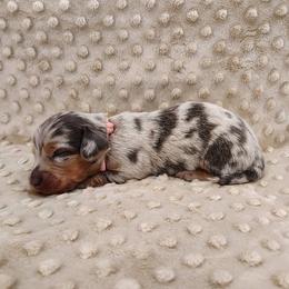 Puppy 7 - Blue and tan female Dachshund puppy in Krum, Texas from Dots N Spots Dachshunds