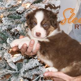 Sleepy - Red tri-color male Australian Shepherd puppy in Keytesville, Missouri from Dogwood Lane Canine