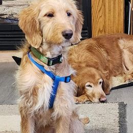 Goldendoodles from Port City Pups