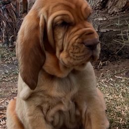 Bloodhound Puppies from Tamaron Ranch Bloodhounds