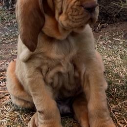 Bloodhound Puppies from Tamaron Ranch Bloodhounds