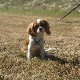 Darwin - Blenheim male Cavalier King Charles Spaniel puppy in Lula, Georgia from Cavaliers by Crumley
