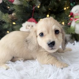 Luke 6th pictured in the group - Cream male Dachshund puppy in Richmond, Virginia from Irresistible Dachshunds & Cavaliers