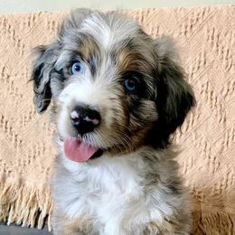 Aussiedoodles from Maple Mountain Doodles