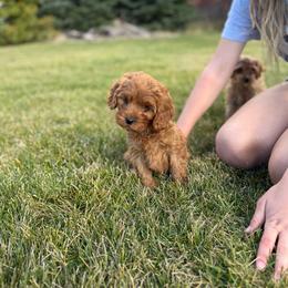 Cookie - Red female Cavapoo puppy in Logan, Utah from Mountain View Doodles