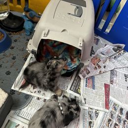 Dachshund Puppies from HotDachs