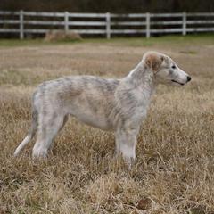 Borzoi Puppies from Rezance Borzoi
