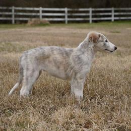 Borzoi Puppies from Rezance Borzoi