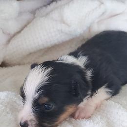 Miniature Australian Shepherd Puppies from Barnyard Mini Aussies