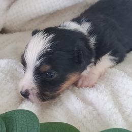 Miniature Australian Shepherd Puppies from Barnyard Mini Aussies