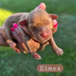 Simea - female Cavapoochon puppy in Bullard, Texas from Cavapoochon Central LLC