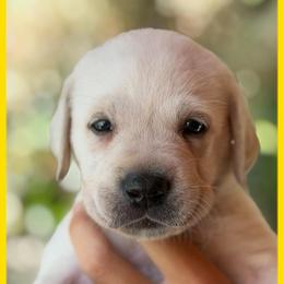 Yellow - Yellow male Labrador Retriever puppy in Palm Beach County, Florida from Griffin Royal Labs