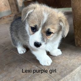Lexi Purple Girl - Red female Pembroke Welsh Corgi puppy in Fredericksburg, Texas from Hill Country Corgis