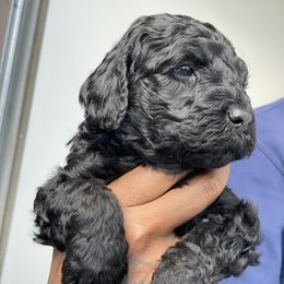 Labradoodle Puppies from Koko's Klub