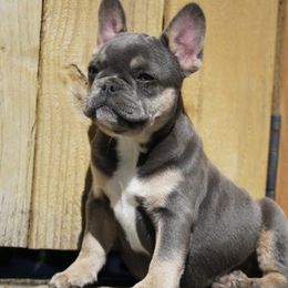 Blue and tan - Blue French Bulldog puppy in Battle Ground, Washington from Ferguson's Bulldogs