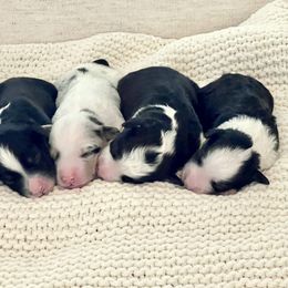 Aussiedoodle Puppies from Ever After Mini Doodles