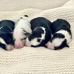 Aussiedoodle Puppies from Ever After Mini Doodles