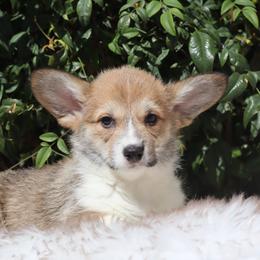 Brown collar - Red male Pembroke Welsh Corgi puppy in Caliente, California from Rafter Cross 7