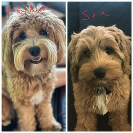 Australian Labradoodle Puppies from Gabby Jack Ranch