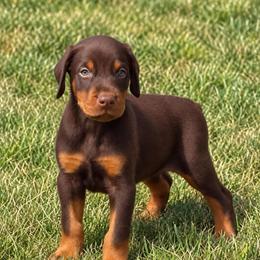 No collar  Girl - Red and rust female Doberman Pinscher puppy in Peru, Indiana from De luxe dobermans