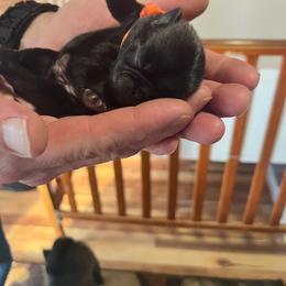 Peach - Silver male Pug puppy in Tacoma, Washington from Glamour pugs