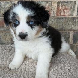 Beau - Blue merle male Australian Shepherd puppy in Harrah, Oklahoma from Kamm's Aussies
