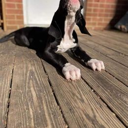 Great Dane and Yorkshire Terrier Puppies from Chuck City Danes