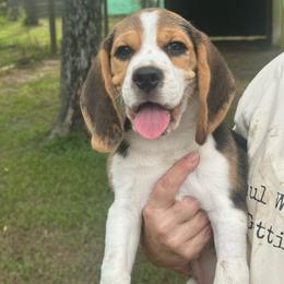 Ranger - Black tan and white male Beagle puppy in Needville, Texas from Rancho Robles Kennels