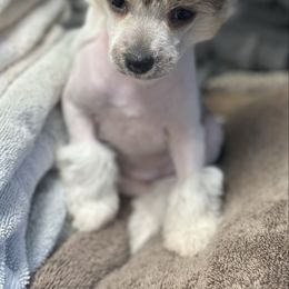 Hairy hairless girl - Blue female Chinese Crested puppy in Rockvale, Tennessee from Cosmic Chinese Cresteds & Wind-Echo Poodles