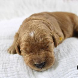 Gin - Red  male Goldendoodle puppy in Casa Grande, Arizona from AzDoodle Dandies