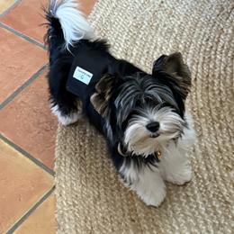 SD99 Biewers Max H at his forever home - Black tan and white male Biewer Terrier puppy in Lebanon, Oregon from SD99Biewers