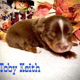 Toby Keith - Red tri male Miniature Australian Shepherd puppy in Lubbock, Texas from Baby Storm Kennels