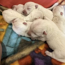 Nikko - White male West Highland White Terrier puppy in Ridgeway, Virginia from Rivers Bend Westies